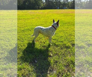 Pippa - Female Collie-Unknown Mix Dog for Adoption - Photo #6
