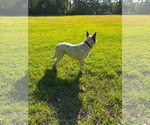 Small Photo #6 Collie-Unknown Mix Puppy For Sale in Mount Pleasant, SC, USA