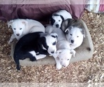 Small Photo #3 American Pit Bull Terrier-Labrador Retriever Mix Puppy For Sale in MOORESBORO, NC, USA