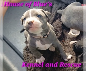 American Pit Bull Terrier Puppy for sale in DELAWARE, OH, USA