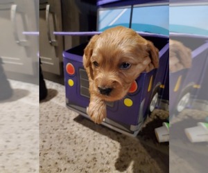 Goldendoodle (Miniature) Puppy for sale in BELLEVIEW, FL, USA