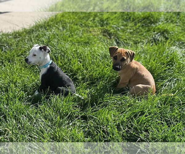 Medium Photo #6 Mutt Puppy For Sale in Sandy, UT, USA