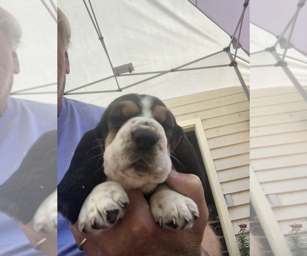Medium Photo #7 Basset Hound Puppy For Sale in DALTON, GA, USA
