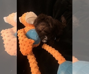 Havanese Puppy for sale in LIVONIA, MI, USA