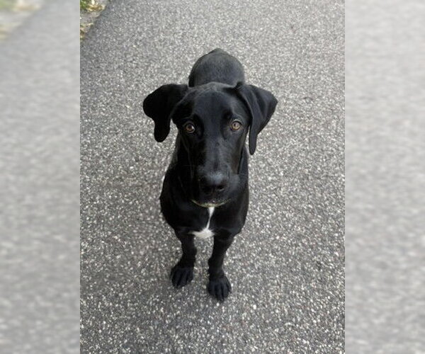 Medium Photo #1 Great Dane Puppy For Sale in St. Louis Park, MN, USA