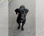 Small Great Dane