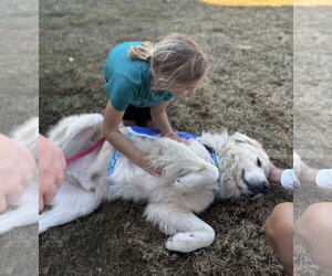 Jamie - Male Great Pyrenees Dog for Adoption - Photo #6