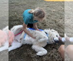 Small Photo #6 Great Pyrenees Puppy For Sale in Dallas, TX, USA