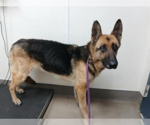 Medium Photo #1 German Shepherd Dog Puppy For Sale in HESPERIA, CA, USA