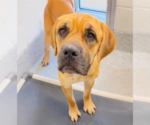 Medium Photo #2 Mastiff-Unknown Mix Puppy For Sale in Houston, TX, USA