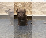 Puppy 11 American Pit Bull Terrier