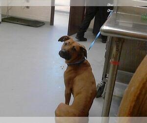 Black Mouth Cur Dogs for adoption in Fayetteville, NC, USA