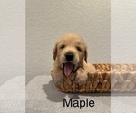 Puppy Maple Golden Retriever