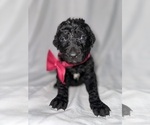 Puppy Gina Goldendoodle
