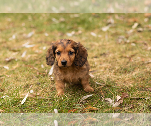 Dachshund Puppy for sale in MILFORD, IN, USA