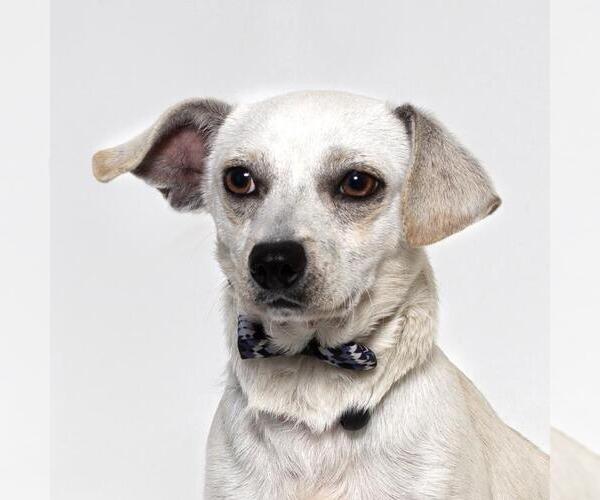 Medium Photo #1 Chihuahua-Unknown Mix Puppy For Sale in Santa Maria, CA, USA