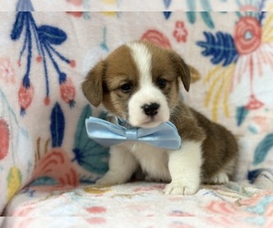 Pembroke Welsh Corgi Puppy for sale in LANCASTER, PA, USA