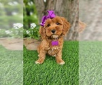 Small #1 Goldendoodle-Poodle (Miniature) Mix