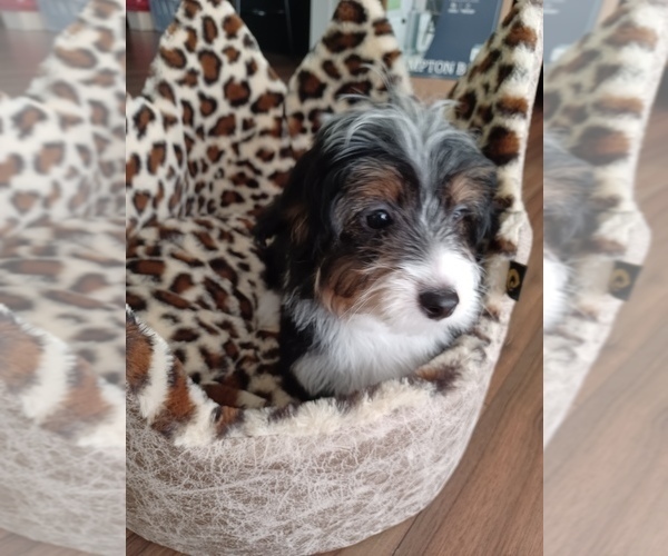 Medium Photo #5 Havapoo Puppy For Sale in LOUISVILLE, KY, USA