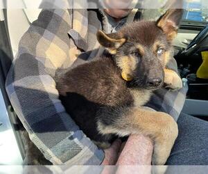 German Shepherd Dog Dogs for adoption in Hanford, CA, USA