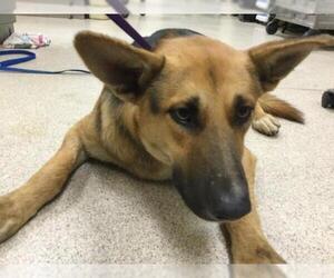 German Shepherd Dog Dogs for adoption in Riverside, CA, USA