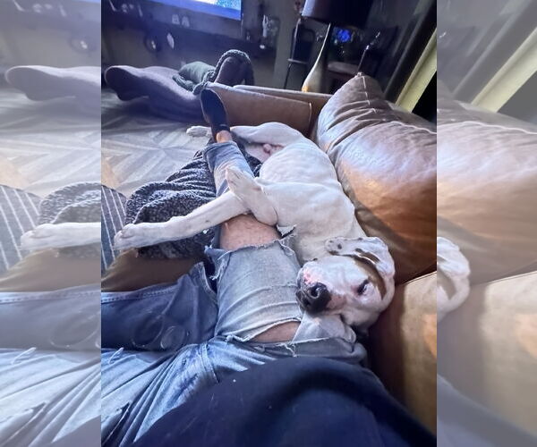 Medium Photo #8 Coonhound-Unknown Mix Puppy For Sale in East Derry, NH, USA