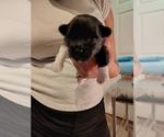 Small #1 Pom-Shi-Shih Tzu Mix