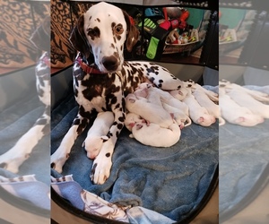 Dalmatian Puppy for sale in ROMEOVILLE, IL, USA