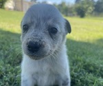 Small Photo #7 Texas Heeler Puppy For Sale in BIGGERSVILLE, MS, USA