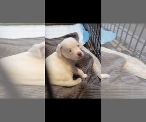 Chihuahua-Unknown Mix Dogs for adoption in Dallas, TX, USA
