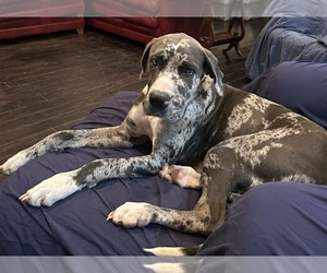 Mother of the Great Dane puppies born on 11/29/2025