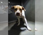 Small American Pit Bull Terrier Mix