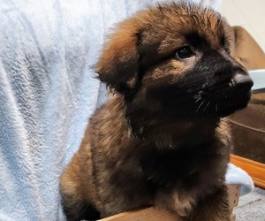 German Shepherd Dog Puppy for sale in BUNCOMBE, IL, USA