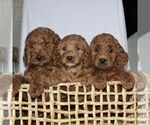 Small Photo #4 Goldendoodle (Miniature) Puppy For Sale in GAP, PA, USA
