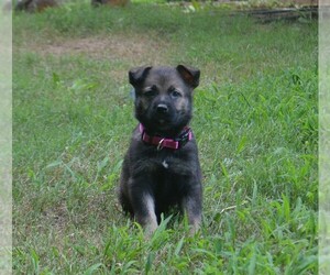 Medium German Shepherd Dog
