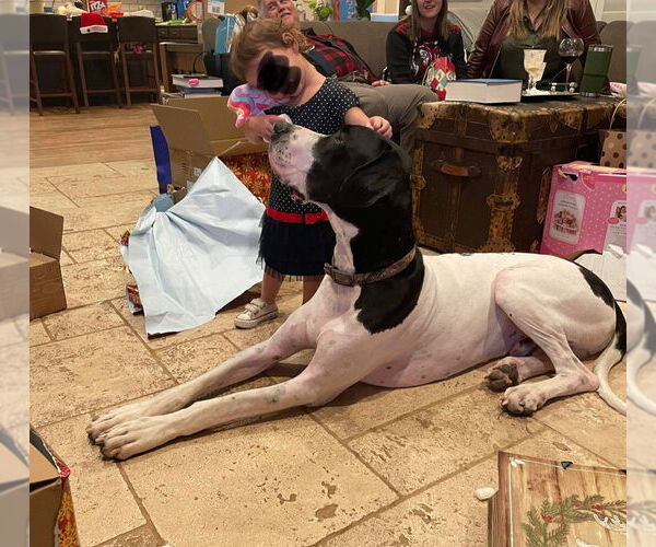 Medium Photo #3 Great Dane Puppy For Sale in Bullard, TX, USA