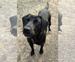 Labrador Retriever-Unknown Mix Dogs for adoption in Mount Pleasant, SC, USA