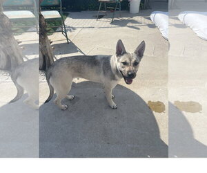 Siberian Husky-Unknown Mix Dogs for adoption in Tracy City, TN, USA