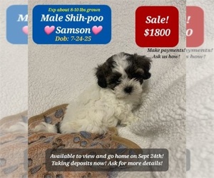 Shih-Poo Puppy for sale in TUCSON, AZ, USA