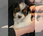 Small Photo #1 Yorkshire Terrier Puppy For Sale in CLACKAMAS, OR, USA
