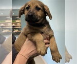 Small German Shepherd Dog Mix