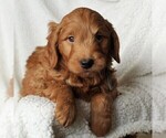Small Photo #1 Goldendoodle (Miniature) Puppy For Sale in LEOLA, PA, USA