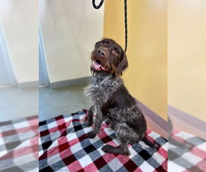 German Wirehaired Pointer Dogs for adoption in Ogden, UT, USA