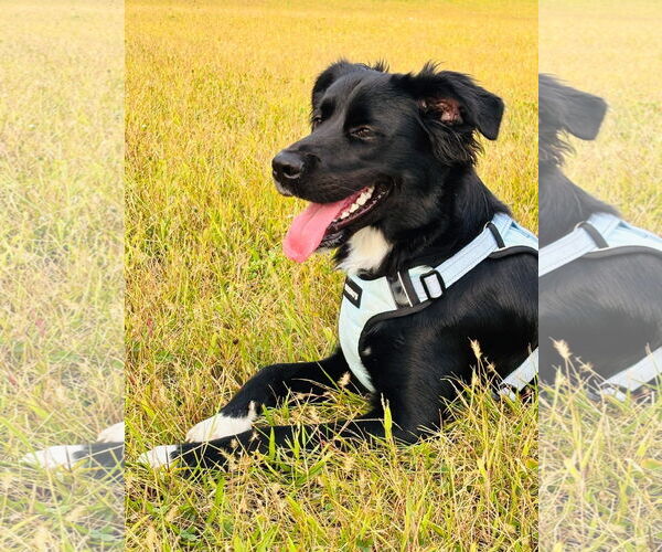 Medium Photo #6 Borador Puppy For Sale in Germantown, OH, USA