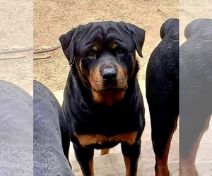 Father of the Rottweiler puppies born on 01/04/2021