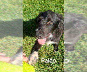 Border Collie-Retriever  Mix Dogs for adoption in Grafton, WI, USA