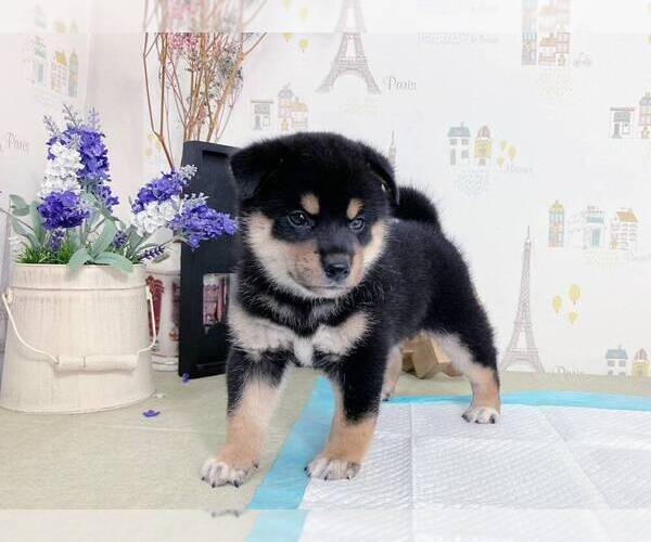 Medium Photo #5 Shiba Inu Puppy For Sale in SEATTLE, WA, USA