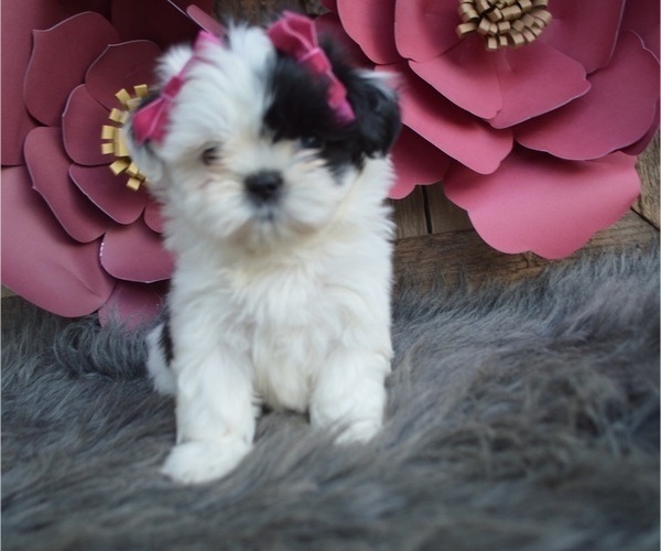 Medium Photo #2 Shih Tzu Puppy For Sale in HONEY BROOK, PA, USA