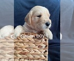 Puppy 2 Goldendoodle
