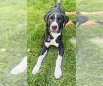 Small #1 American Staffordshire Terrier Mix